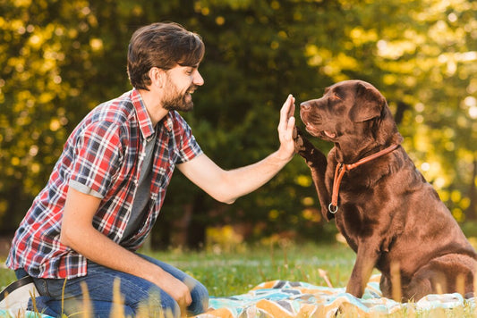 Building a Stronger Bond with Your Dog — The Secret to a Happy Pet Life