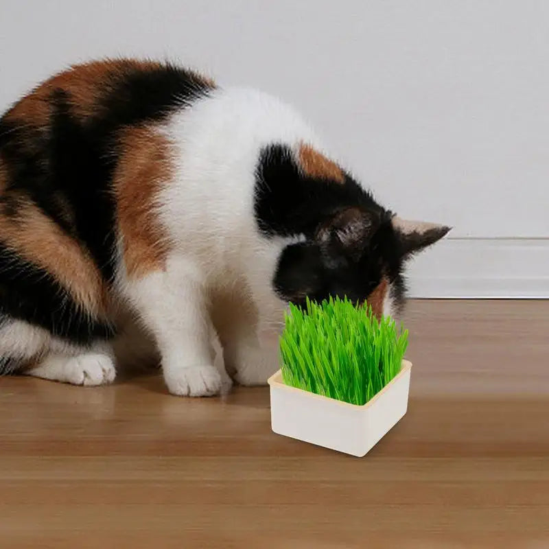 Cat Grass Planter Kit – Layered Soilless Cat Grass Bowl for Pets