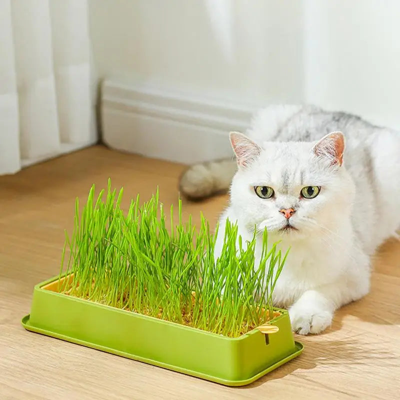 Cat Grass Planter Kit – Layered Soilless Cat Grass Bowl for Pets