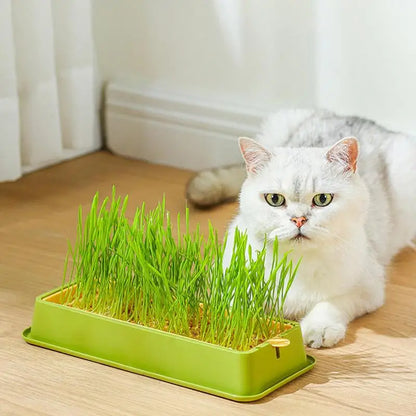 Cat Grass Planter Kit – Layered Soilless Cat Grass Bowl for Pets