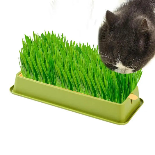 Cat Grass Planter Kit – Layered Soilless Cat Grass Bowl for Pets