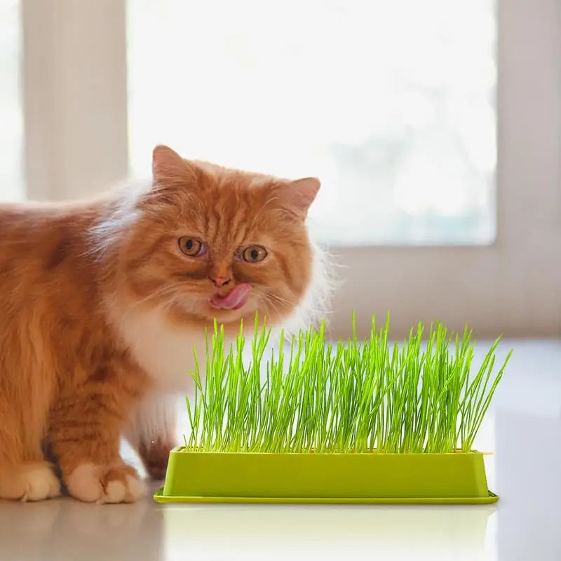 Cat Grass Planter Kit – Layered Soilless Cat Grass Bowl for Pets