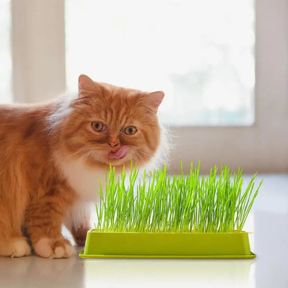 Cat Grass Planter Kit – Layered Soilless Cat Grass Bowl for Pets